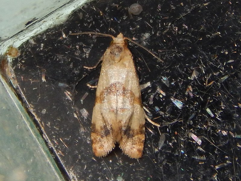 Tortricidae (?) da ID - Phalonidia contractana